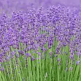 Набір натурального мила в металевій скриньці "Лаванда" (2 шт.*50 г), фото 3