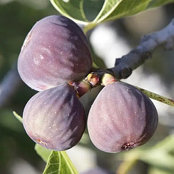 Інжир "Київський великоплідний" (ремонтантний сорт)