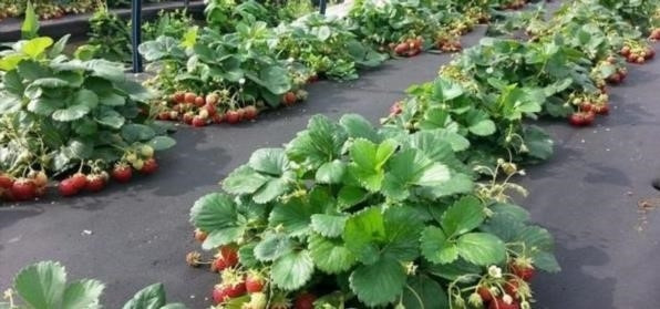 агроволокно черное для мульчи агроволокно черное 50 г/м²