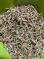 Проростки пажитника (шамбали) 80 г