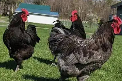 Джерсійський гігант інкубаційне яйце