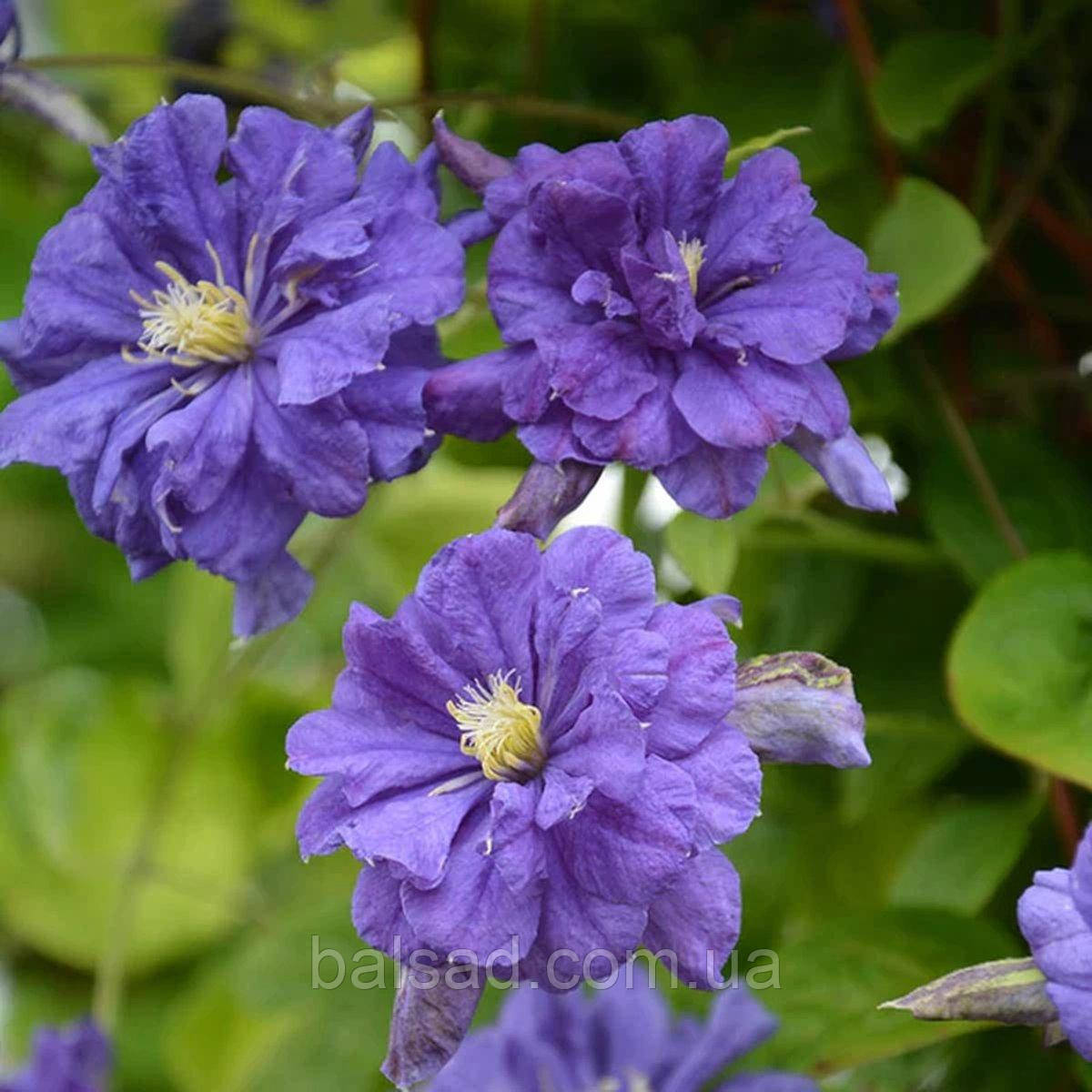 Клематис Флорал Денс / C2 / 3 роки / Clematis Floral Dance