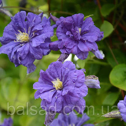 Клематис Флорал Денс / C2 / 3 роки / Clematis Floral Dance, фото 1