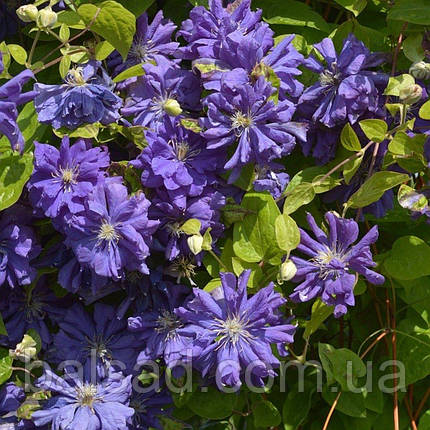 Клематис Флорал Денс / C2 / 3 роки / Clematis Floral Dance, фото 3