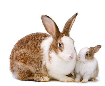 🐇Все для: Кроликівництва