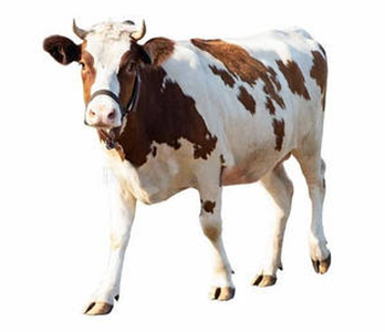 🐄Все для: Скотарства