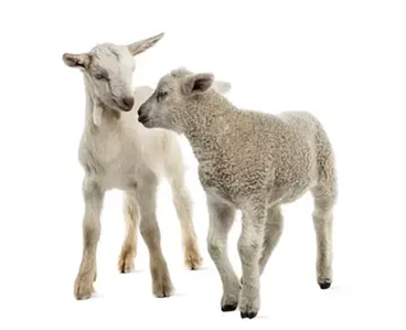 🐑Все для: Кіз та Овець