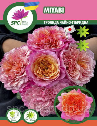 Троянда японська чайно-гібридна Miyaby
