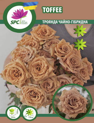 Троянда чайно-гібридна Toffee, фото 1