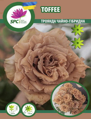 Троянда чайно-гібридна Toffee, фото 3