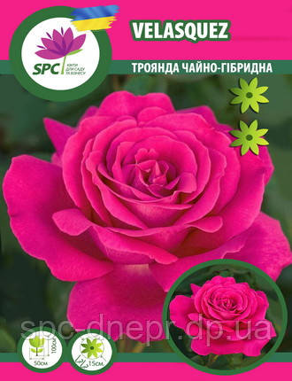 Троянда чайно-гібридна Velasquez/Sexy Perfumella, фото 1