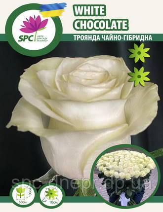 Троянда чайно-гібридна White Chocolate