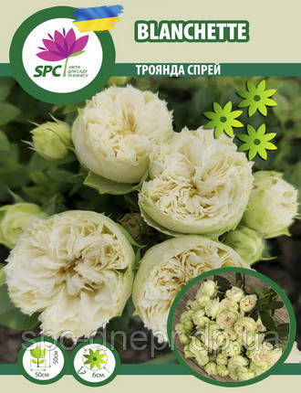 Троянда cпрей Blanchette