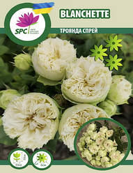 Троянда cпрей Blanchette