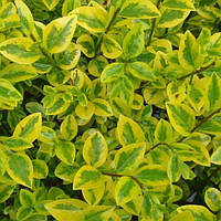 Бирючина ряболиста