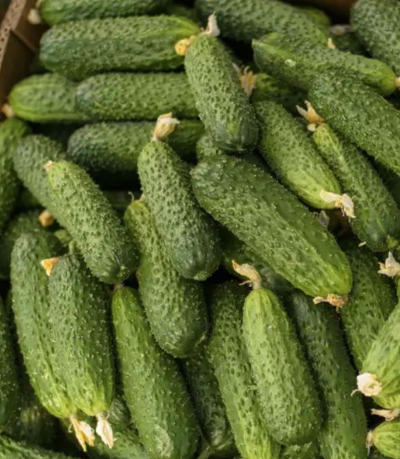 Насіння Огірок "Солют" F1 10шт