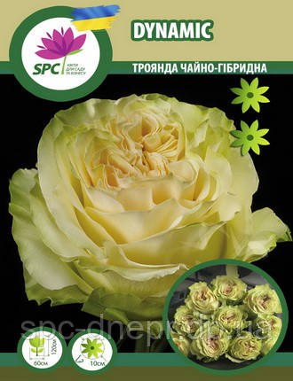 Троянда чайно-гібридна Dynamic, фото 1