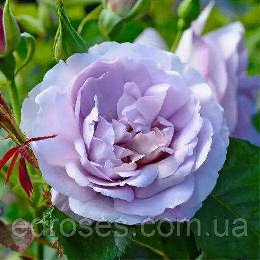 Леді Парфюм (Lady Perfume, Jagoda, WEKpeawby), фото 1