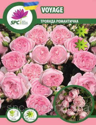 Троянда романтична Voyage, фото 1