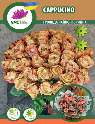 Троянда чайно-гібридна Cappucino