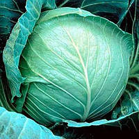 Zakaz F1 - насіння капусти, 2500 нас., Seminis (Голландія)