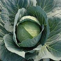 Bucharest F1 - насіння капусти, 2500 нас., Seminis (Голландія)