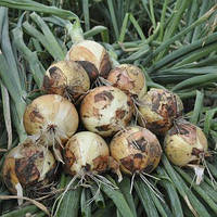 Almanzoro F1 - насіння цибулі, 250 000 нас., Seminis (Голландія)