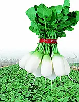 Редька Аккорд (СаммерБрiз) F1 NWB, 10 000 шт