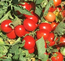 Incipit F1 - насіння томату, 1000 нас., Seminis (Голландія)