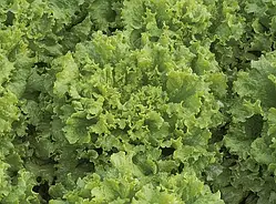 Салат Афіціон RZ, 5 г