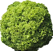 Салат Локарно RZ, 1000 шт