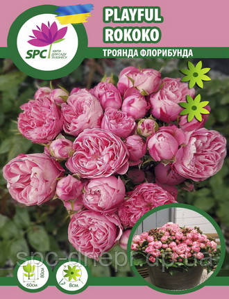 Троянда флорибунда Playful Rokoko