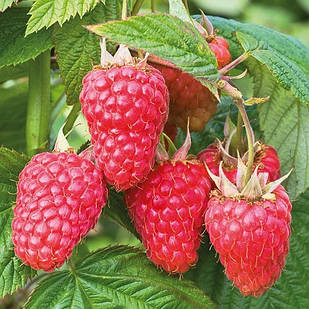 Саджанці літньої малини Тула Меджик - середня, крупноплідна, врожайна