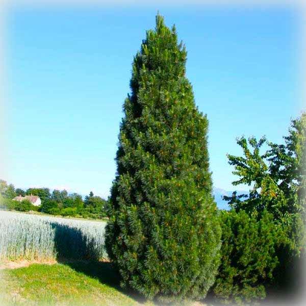Сосна чорна Пірамідаліс (Pyramidalis)