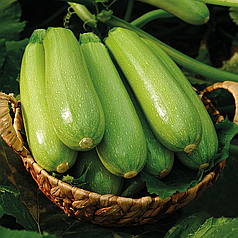 Насіння кабачка Фенді F1 (Fendi F1) Manier Seeds 500