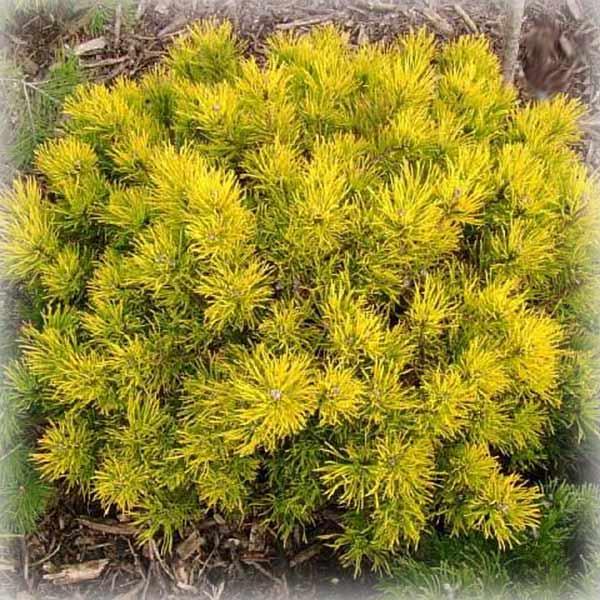 Сосна гірська Карстенс Вінтерголд (Carstens Wintergold)