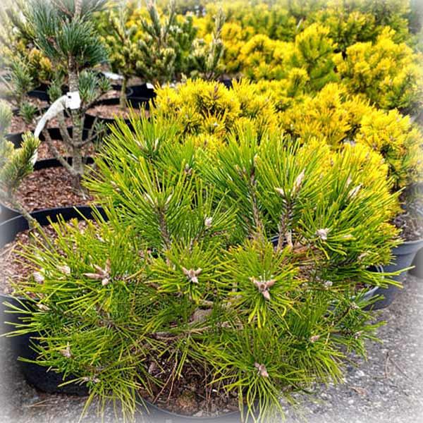 Сосна густоквіткова Лоу Глоу (Low Glow), фото 1