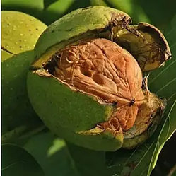 Ексклюзив! Волоський горіх "Гігант" (низькорослий, преміальний сорт)