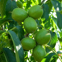 Ексклюзив! Волоський горіх "Мустанг" (великоплідний сорт, 2 річний саджанець)