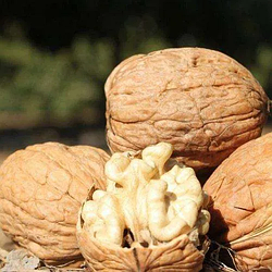 Волоський горіх "Ідеал" (ранній термін дозрівання) (2 річний 1,5 м.)