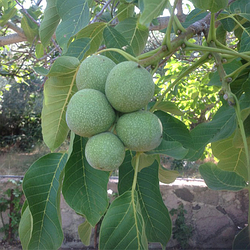 Волоський горіх "Кочерженко" (ранній термін дозрівання) (2 річний 1,5 м.)