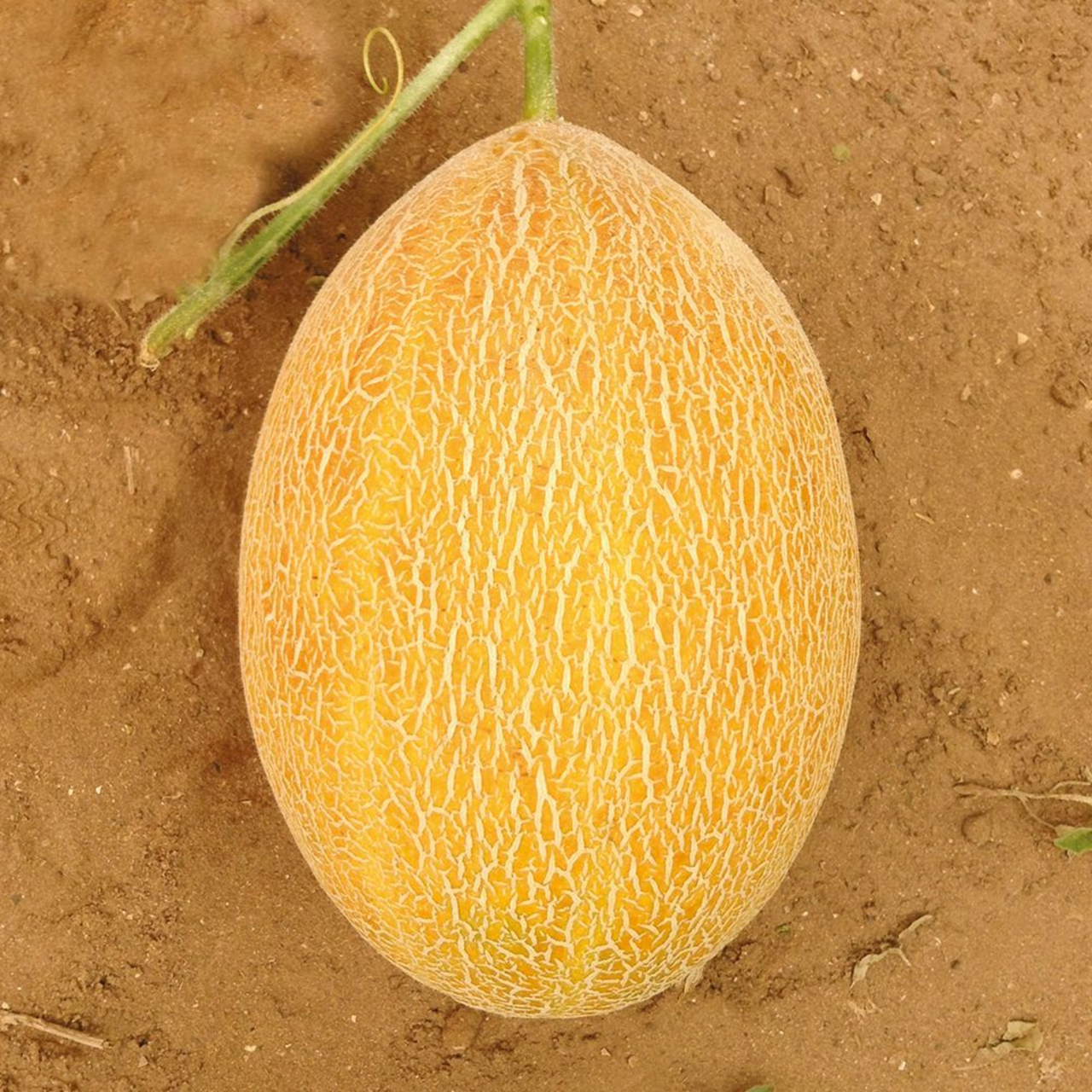 Насіння дині Сицилія F1 (Sicilia F1) Manier Seeds 1000