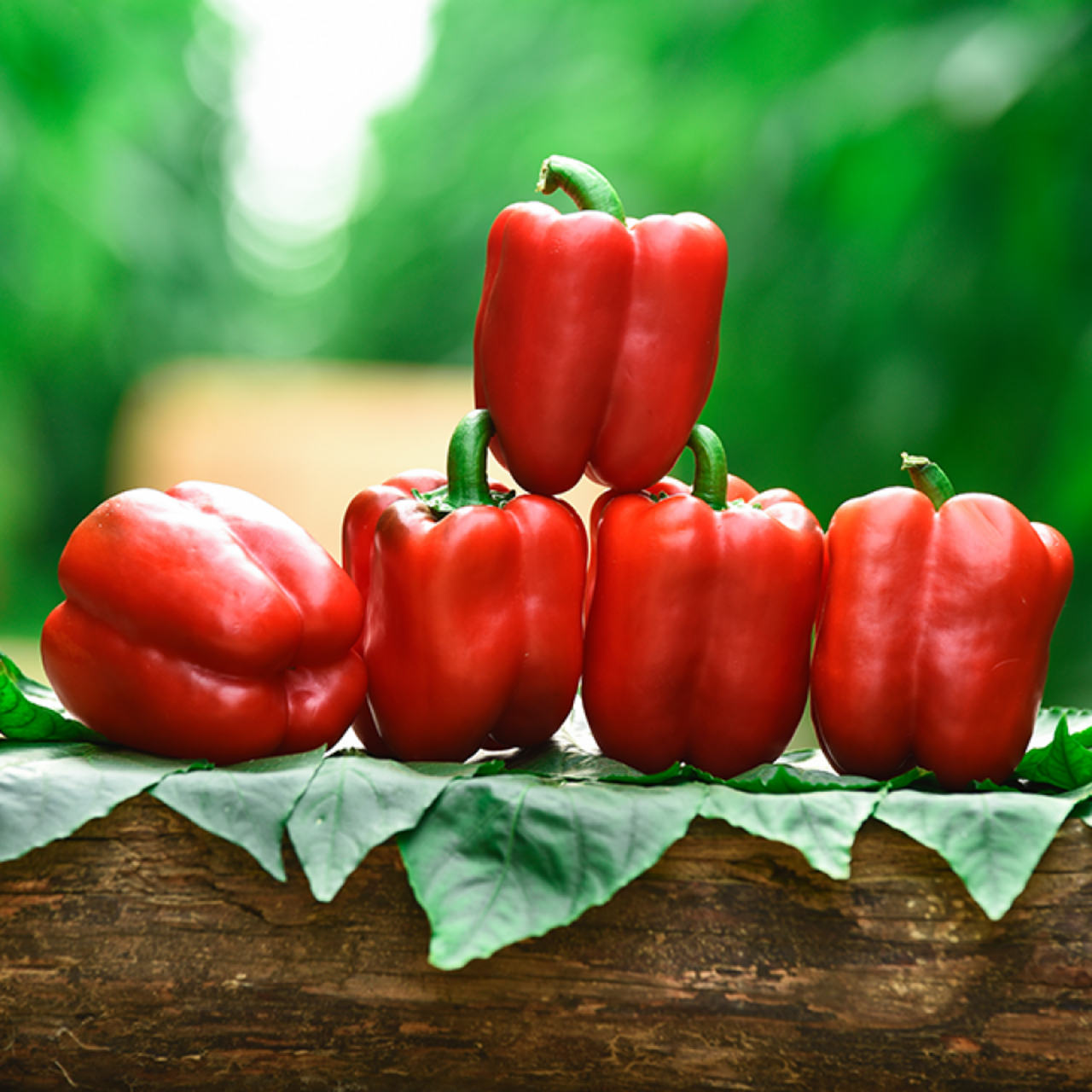 Насіння солодкого перцю Матадор F1 (Matador F1) Manier Seeds 1000