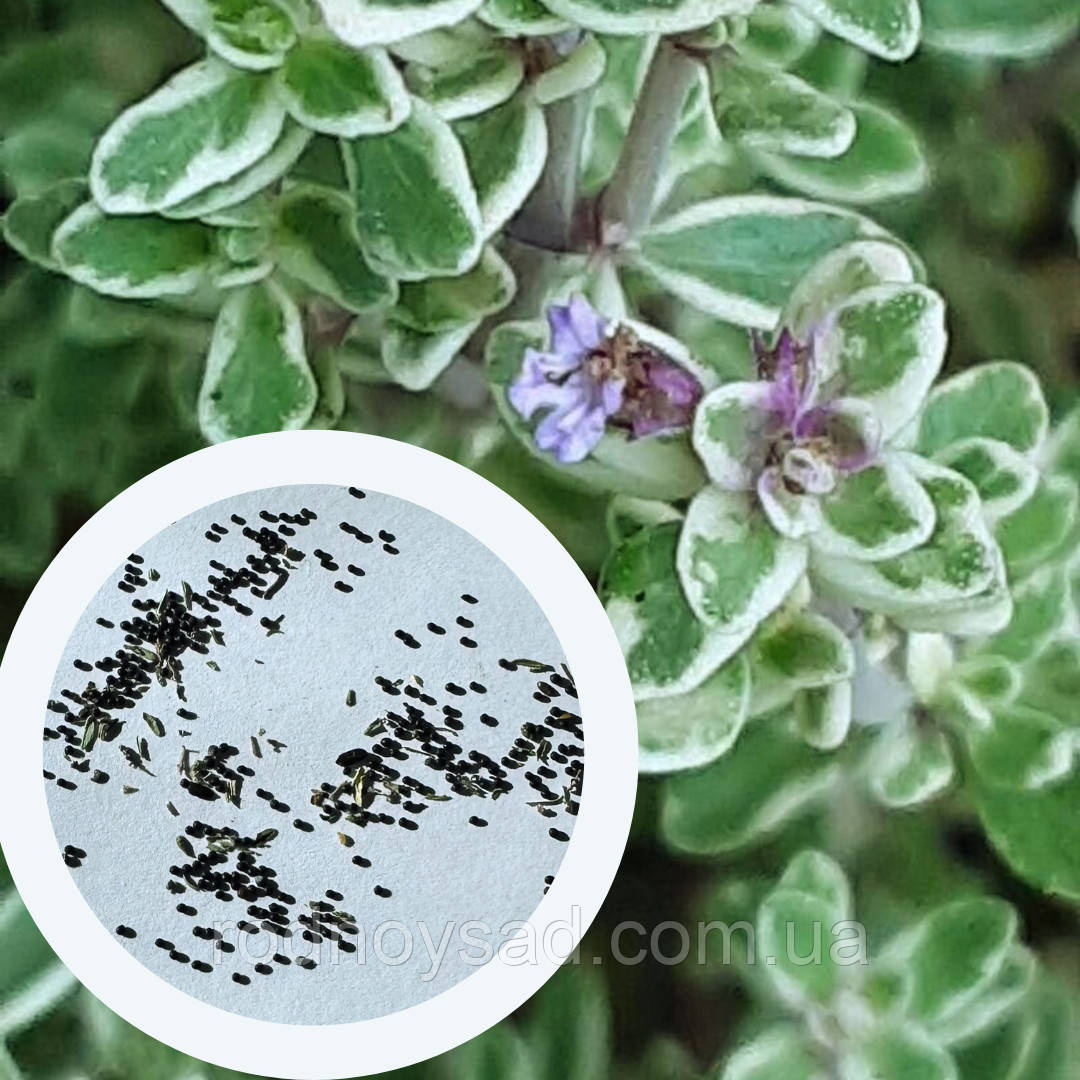 Чебрець Лимонний насіння 0,01 гр. (прибл. 40 шт) (Thymus citriodorus) багаторічний тим'ян цитрусовий