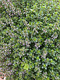 Чебрець Лимонний насіння 0,01 гр. (прибл. 40 шт) (Thymus citriodorus) багаторічний тим'ян цитрусовий, фото 3