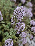 Чебрець Лимонний насіння 0,01 гр. (прибл. 40 шт) (Thymus citriodorus) багаторічний тим'ян цитрусовий, фото 4