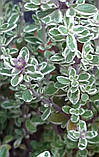 Чебрець Лимонний насіння 0,01 гр. (прибл. 40 шт) (Thymus citriodorus) багаторічний тим'ян цитрусовий, фото 5