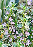 Чебрець Лимонний насіння 0,01 гр. (прибл. 40 шт) (Thymus citriodorus) багаторічний тим'ян цитрусовий, фото 6
