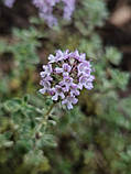 Чебрець Лимонний насіння 0,01 гр. (прибл. 40 шт) (Thymus citriodorus) багаторічний тим'ян цитрусовий, фото 7