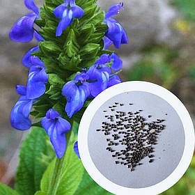 Шавлія Іспанська насіння (20 шт) (Salvia hispanica) Чіа біла